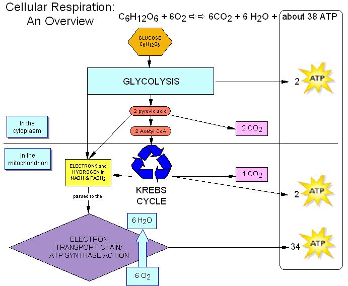cellular respiration is an example of quizlet