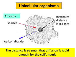 diffusion example in the human body