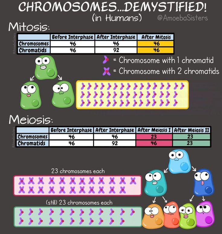 what is an example of meiosis