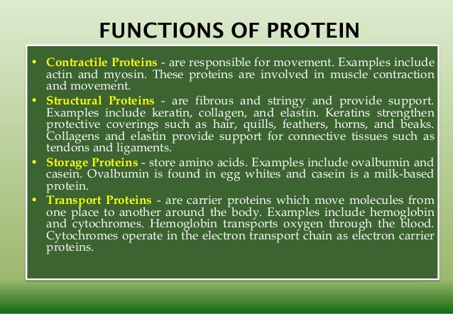 example of a contractile protein