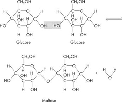 cellulose is an example of what type of molecule