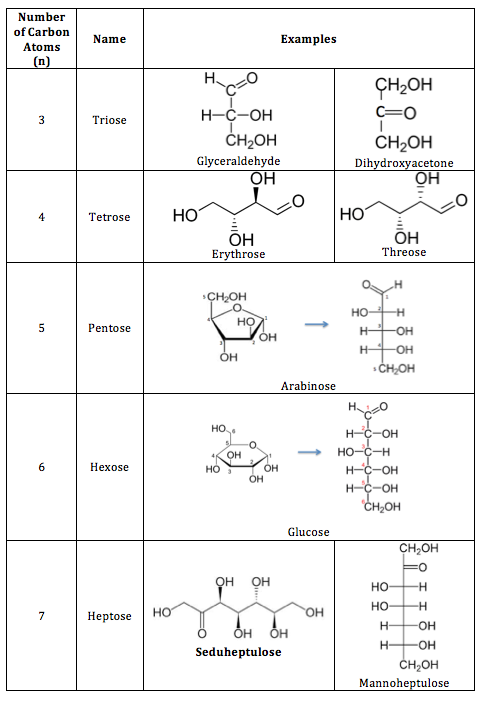 cellulose is an example of what type of molecule