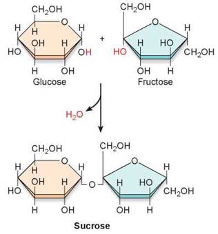 cellulose is an example of what type of molecule