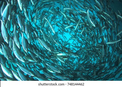 ocean tuna is an example of a
